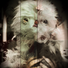 could you be my mommy?