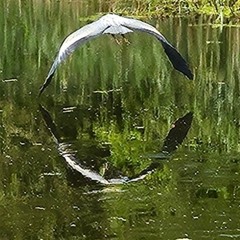 Progressive Meandering #51