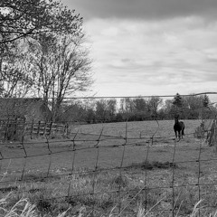 all the pretty horses [demo]