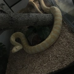 G[ANGS]TA