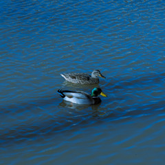 true love will find you in the end (daniel johnston cover)