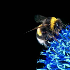 JUST BEE - BANGARANG MIX 11 - 3 - 25
