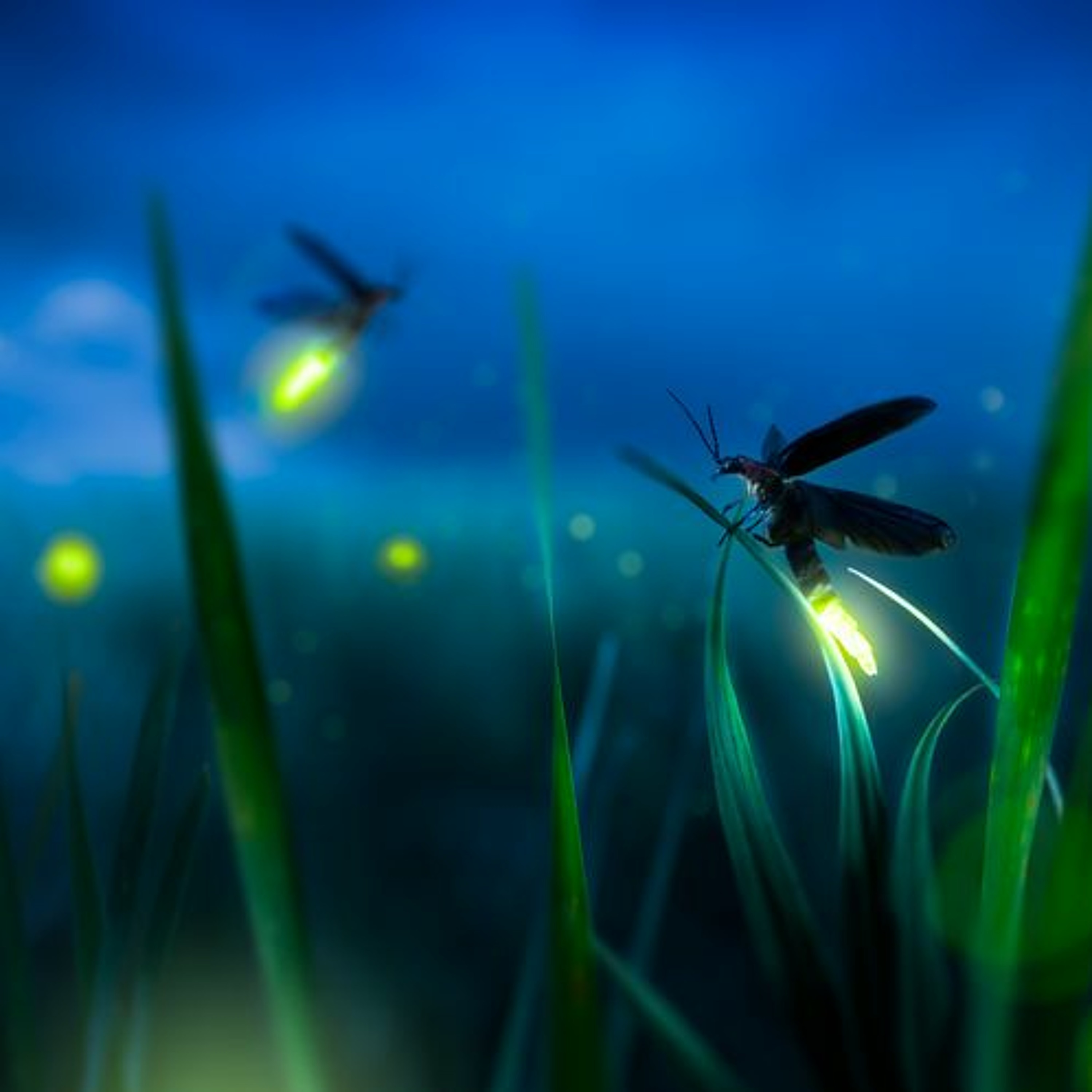 Fireflies *Beat For Sale* | Bouncy Summer Party Drum & Bass Type Beat episode artwork