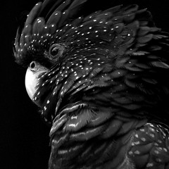 Astral Sounds Quarter #3 @NeverEnough