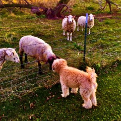 Bonfire Ballads & Street Cries