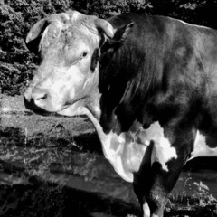 DYSTOPIA - NIGHTVISIØN (Slowed) x RUFUS THE BULL