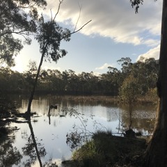 In the swish of a dragonflies' tail  (naviarhaiku399)