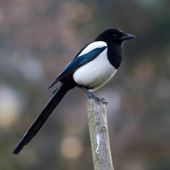 Magpie