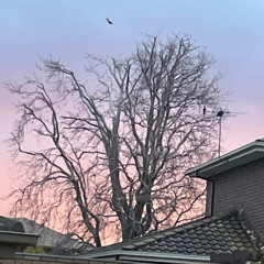 Purple Vision