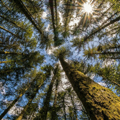 Whispers Beneath the Cosmic Pines