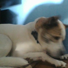 Woke up to barking (Prod. Nba Duncan)