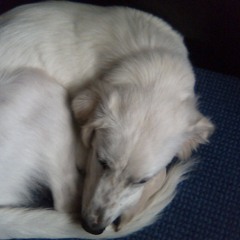 Auggy
