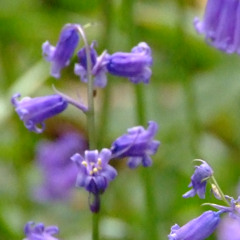Blue Bells I