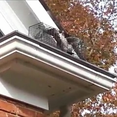 AAAC Wildlife Removal of Denver - Trapping Squirrels Denver