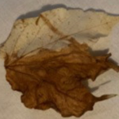 This Love (Lisa's Extended Vocal Mix)