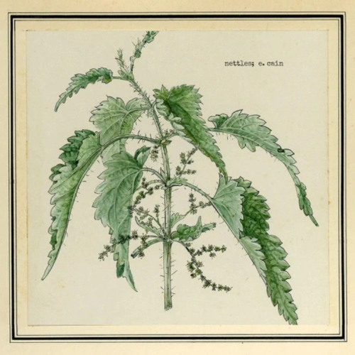 Nettles (Demo)