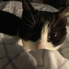 Arles Romance Van gogh Album