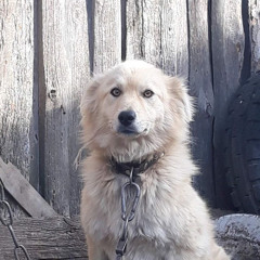 Эх Шарик, я как и ты был на цепи