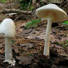 грибок + @diabolic (prod junoes)