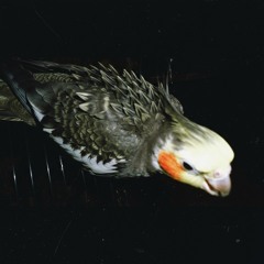 Acupuncture (w/ Aqua Coretta)