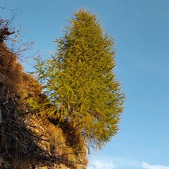 shit better be played in the palace