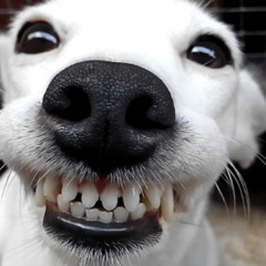 super cool song make me famous im stuck in a dog kennel