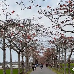 白河林初埤木棉花道 2.mp3