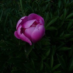 paeonia