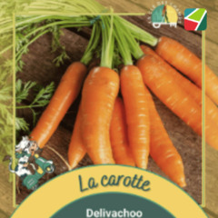 Tout savoir sur la carotte en 5 minutes !