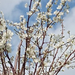 Danze e Ricordi Primaverili  (Poema Sinfonico)