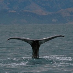 The Whale
