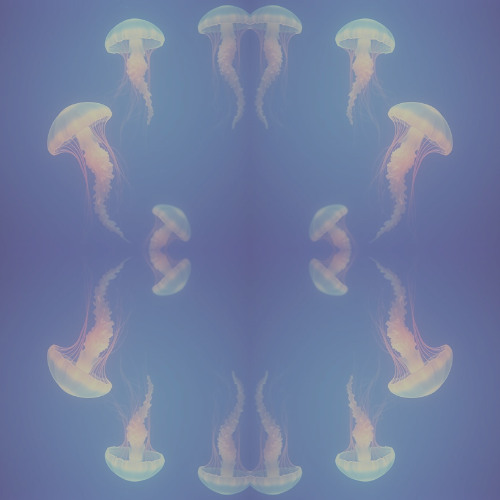Frozen Void Echo #961