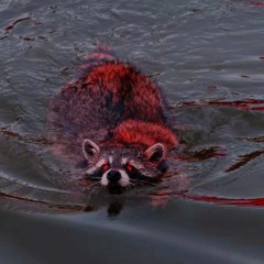 rakun & birds @hidden river