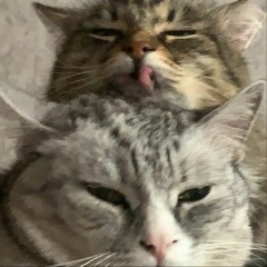 kotik (lil biscuit)