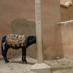 Les hirondelles et la mule sans tête