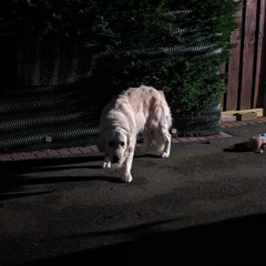 bipolarized (remade)