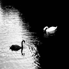 BONDY D3 DOPE - TYPE BEVT - BVNKS