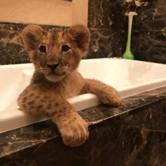 Lacazette  x JR - AZV