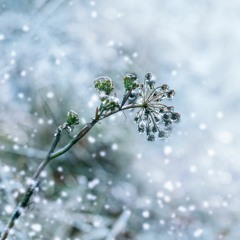 Winter Rain 46