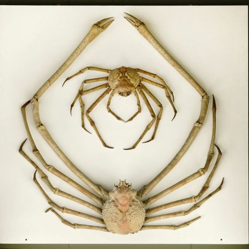 3 Crabe - Araignée Géant Du Japon (Macrocheira Kaempferi)