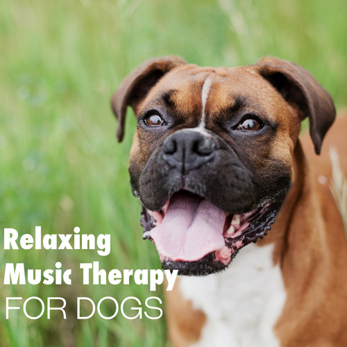 Sounds to calm deals puppies
