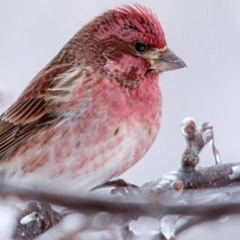 Clouds ft. PooTeeWeet