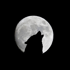 The White Wolf and the Full Moon
