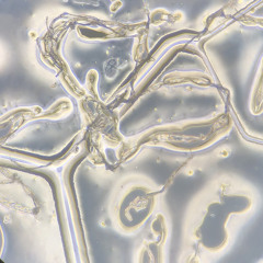 an intercepted transmission