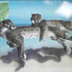 beach tigers