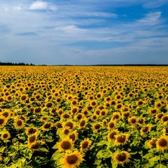 The Fields Of Bakhmut