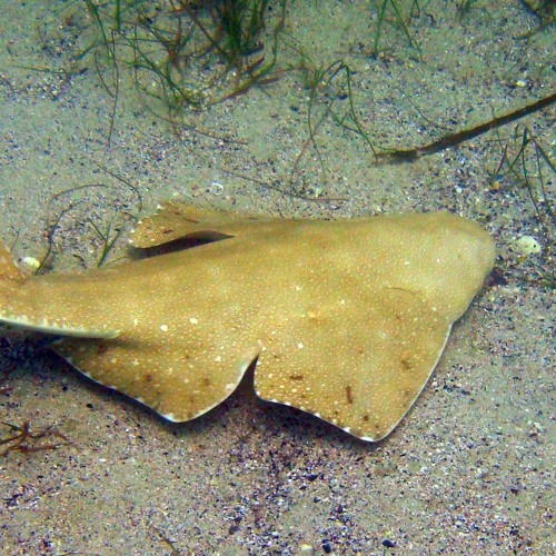 Shark Island In The Mix Episode 13 February 2021