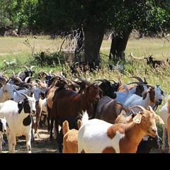 Leafy Spurge - Sax Quartet