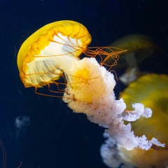 Tangerine Jellyfish