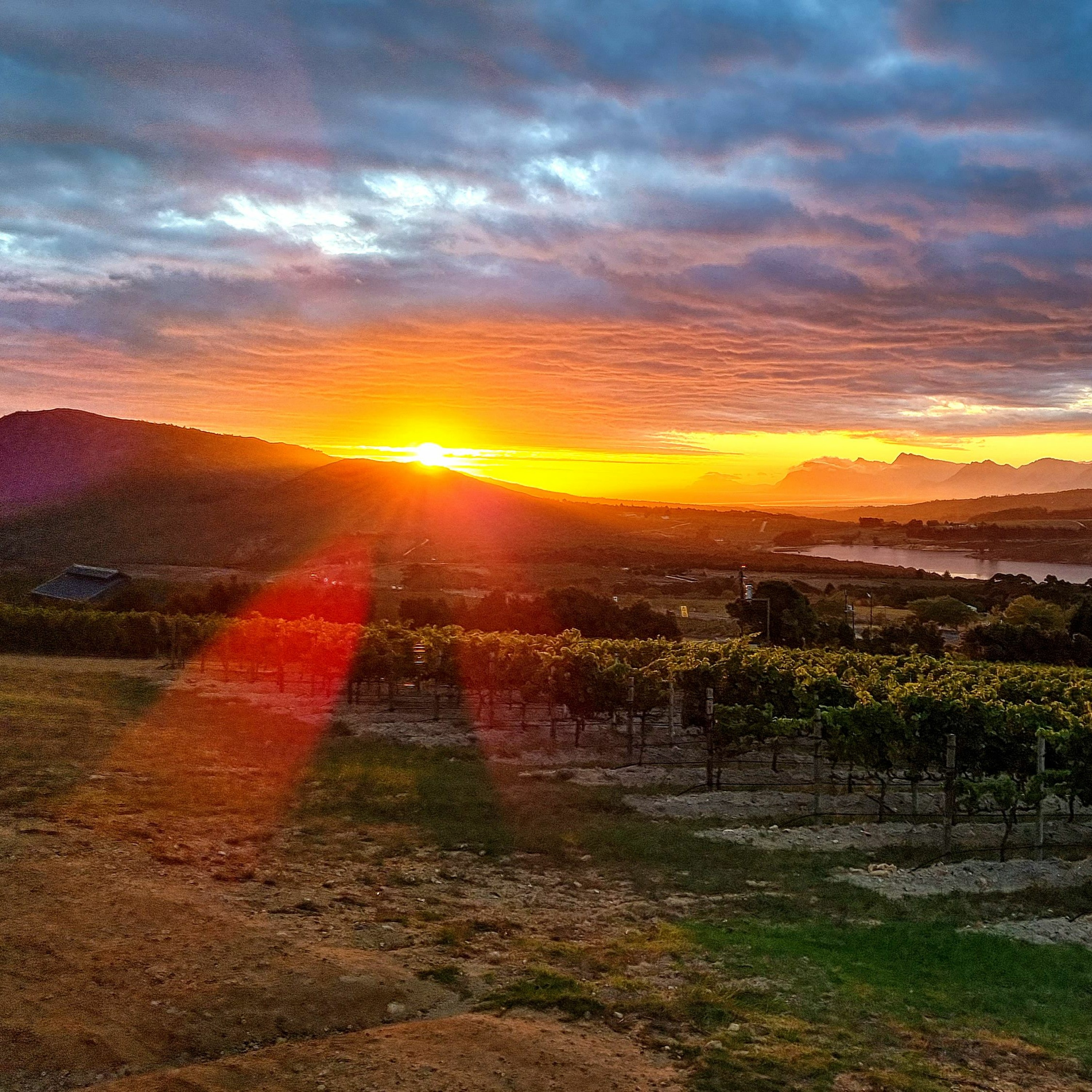 פרק 92 - שמש - 4 האלמנטים בכרם